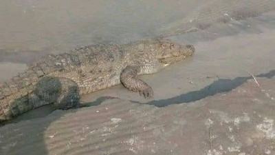 রূপসায় কুমির দেখে চরে আতঙ্ক