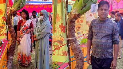 বাগেরহাটে কৃষি প্রযুক্তি মেলায় ৬৫ কেজি ওজনের মানকচু