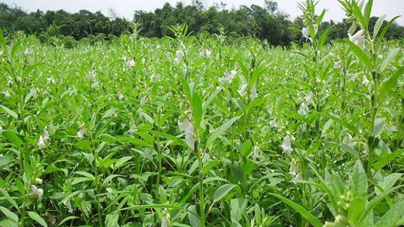ময়মনসিংহে বারি তিলের ভালো ফলনে আবাদ বাড়ছে