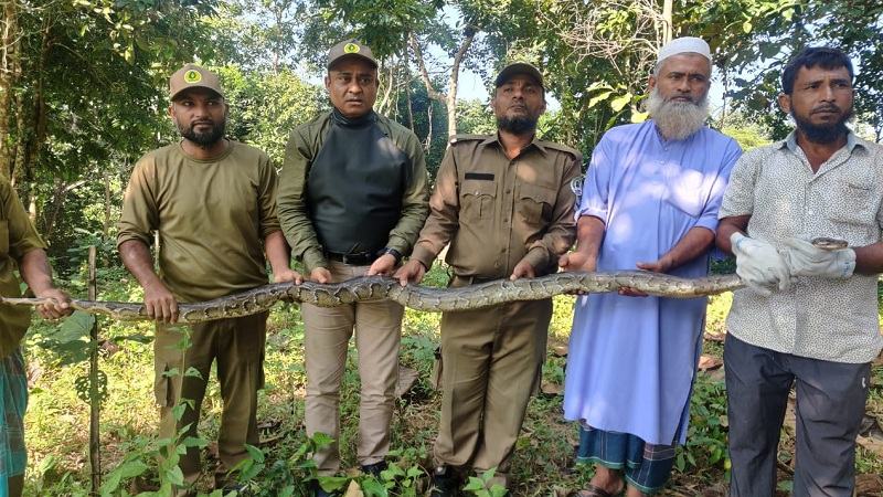 কাপ্তাই হ্রদে ধরা পড়া অজগর গভীর অরণ্যে