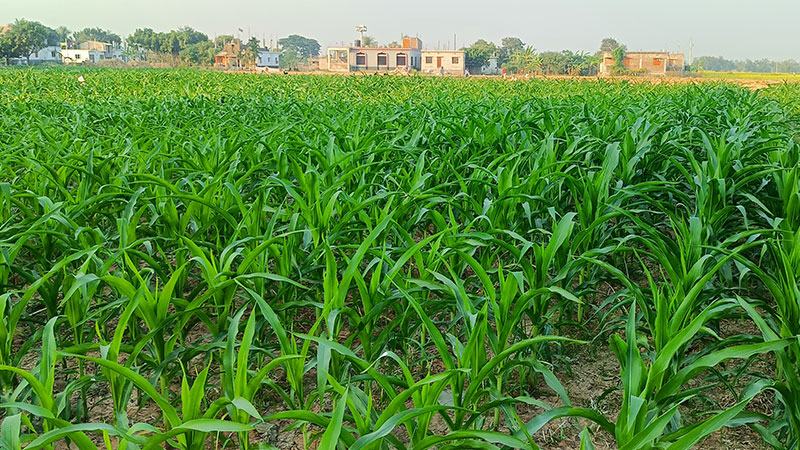 বরেন্দ্র অঞ্চলে লক্ষ্যমাত্রার ২০ ভাগ বেড়েছে গম-ভুট্টার চাষ