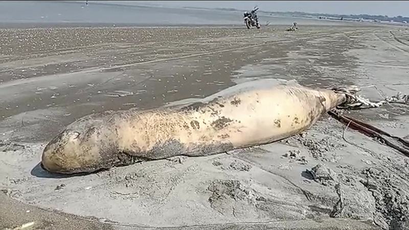 কুয়াকাটা সৈকতে ভেসে এল মৃত ডলফিন