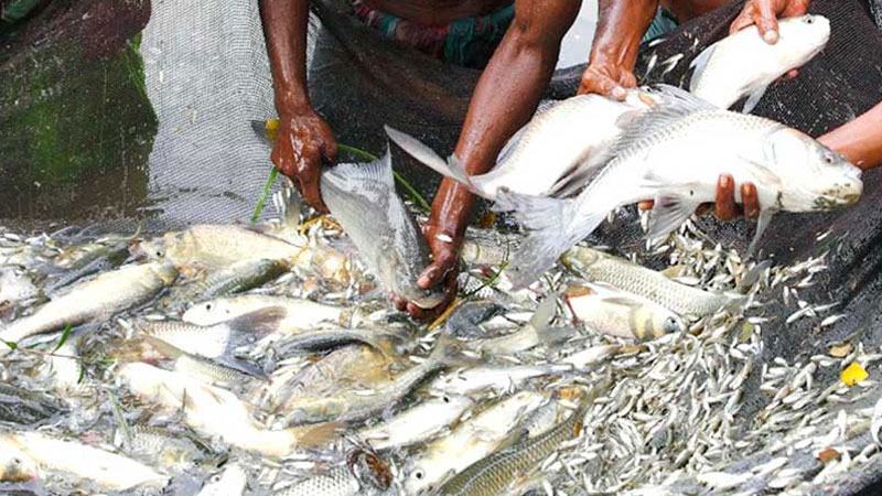কর্মসংস্থান বাড়ছে মৎস্য খাতে