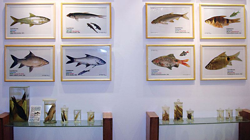 ২৪০ প্রজাতির মাছের সংগ্রহশালা
