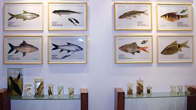 ২৪০ প্রজাতির মাছের সংগ্রহশালা