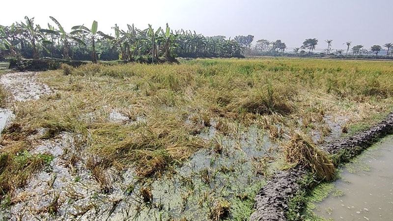 পুকুর সেচা পানিতে ৪০ বিঘা জমির পাকা ধান নষ্ট