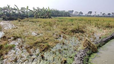 পুকুর সেচা পানিতে ৪০ বিঘা জমির পাকা ধান নষ্ট