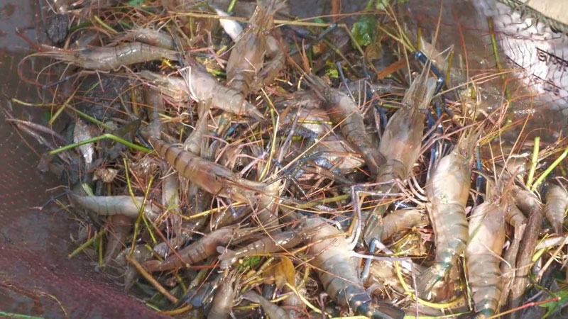 গলদা চিংড়ির দাম কেজিতে কমেছে ৩০০-৫০০ টাকা
