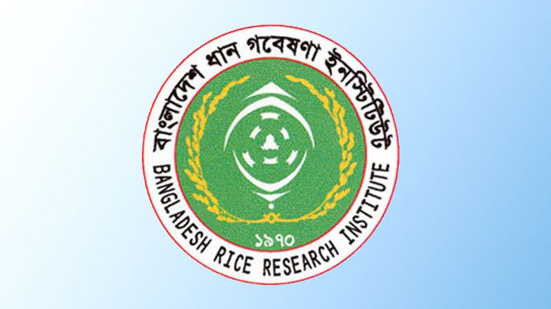 আমনে ১ কোটি ৬৩ লাখ টন চাল উৎপাদনের পূর্বাভাস