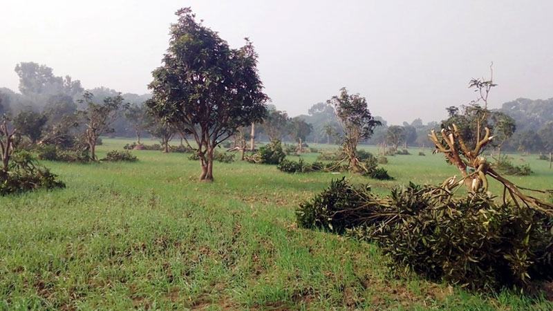 বাঘায় এক রাতে ৪০০ আমগাছ কাটল দুর্বৃত্ত