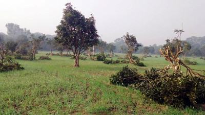 বাঘায় এক রাতে ৪০০ আমগাছ কাটল দুর্বৃত্ত
