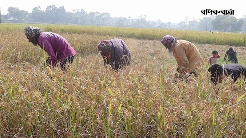 সময় বাড়লেও মিলারদের সঙ্গে লক্ষ্যমাত্রার ২৭% চাল সংগ্রহের চুক্তি হয়নি