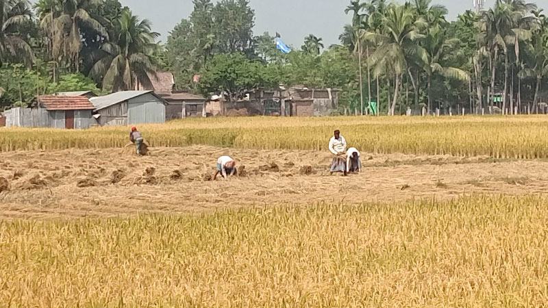 চুয়াডাঙ্গায় ১ লাখ ২৩ হাজার টন আমন ধান উৎপাদনের সম্ভাবনা