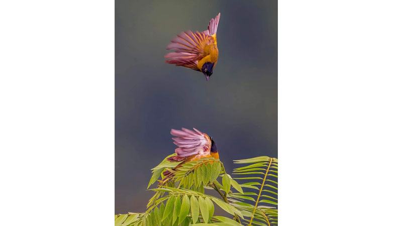 পাখি নিয়ে একক আলোকচিত্র প্রদর্শনী