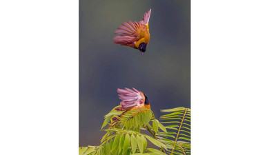 পাখি নিয়ে একক আলোকচিত্র প্রদর্শনী