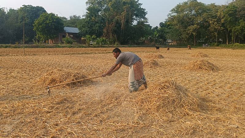 উত্তরাঞ্চলে আমনের নাড়ায় বাঁচানো সম্ভব ৩০৬ কোটি টাকার সার!