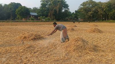 উত্তরাঞ্চলে আমনের নাড়ায় বাঁচানো সম্ভব ৩০৬ কোটি টাকার সার!