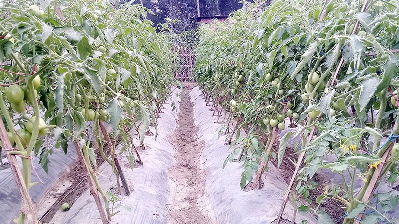 পাঁচবিবিতে পলিমালচিং পদ্ধতিতে সবজি চাষ জনপ্রিয় হচ্ছে
