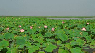 শ্রীমঙ্গলের বাইক্কা বিলে ৯ দিন পর্যটক প্রবেশে নিষেধাজ্ঞা