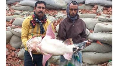 পদ্মায় জেলের জালে বিশালাকৃতির বাগাড় মাছ