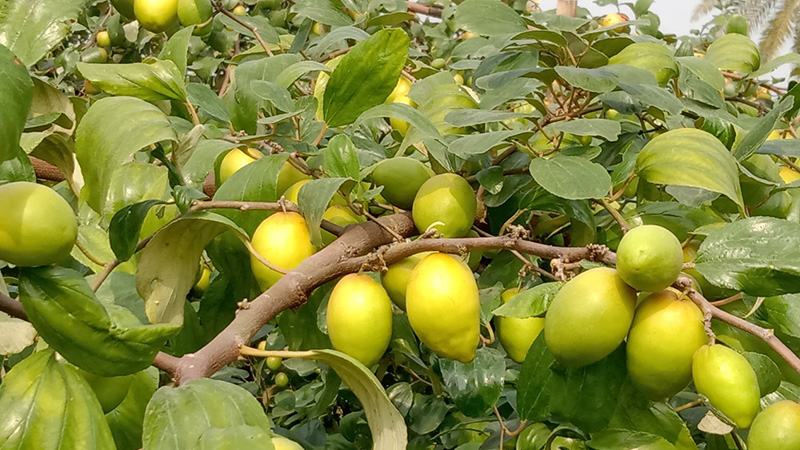 সাতক্ষীরায় ১৩৬ কোটি টাকার কুলের বাজার