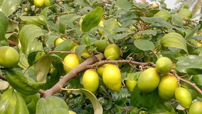 সাতক্ষীরায় ১৩৬ কোটি টাকার কুলের বাজার