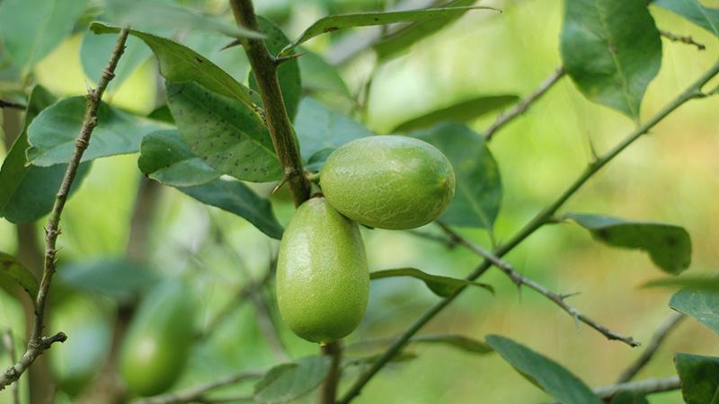 ক্ষতির মুখে লেবু ব্যবসায়ীরা
