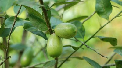ক্ষতির মুখে লেবু ব্যবসায়ীরা