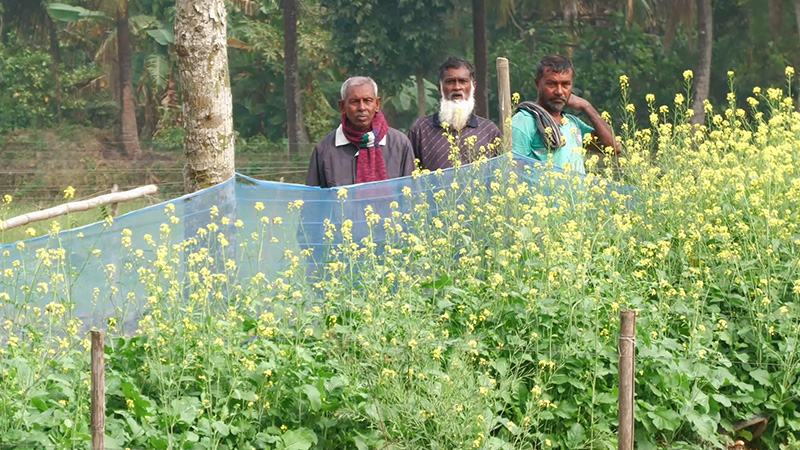 সরিষা চাষে সফলতা দেখছেন বাগেরহাটের মৎস্যচাষীরা