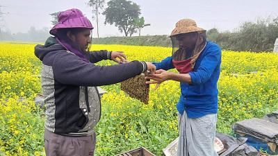 সরিষা ও মধুর সমন্বিত চাষে লাভবান হচ্ছেন চাষীরা