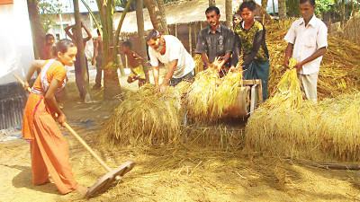 রংপুর অঞ্চলে প্রায় ১ লাখ টন বেশি আমন চাল উৎপাদন