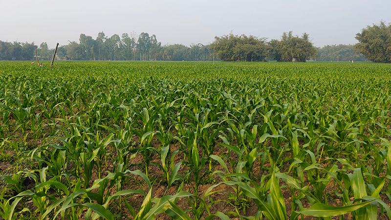 লালমনিরহাটের ৩১ হাজার হেক্টর জমিতে ভুট্টা চাষ
