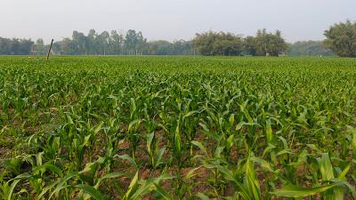 লালমনিরহাটের ৩১ হাজার হেক্টর জমিতে ভুট্টা চাষ