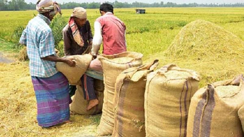 এখনো চূড়ান্ত হয়নি গত বোরো মৌসুমের উৎপাদন পরিসংখ্যান