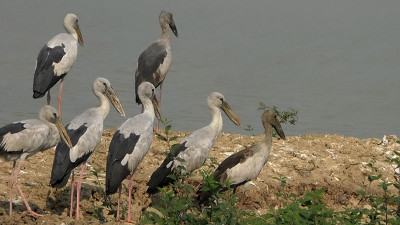 পরিযায়ী পাখির কলতানে মুখর নওগাঁর জবই বিল