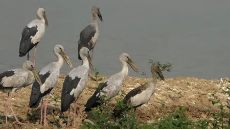পরিযায়ী পাখির কলতানে মুখর নওগাঁর জবই বিল