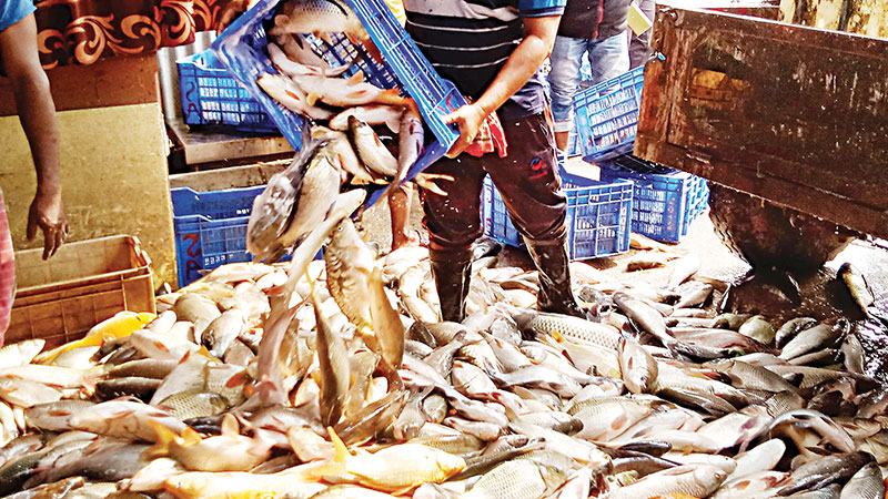 সাতক্ষীরায় মিঠাপানির মাছে আগ্রহ বাড়ছে চাষীর