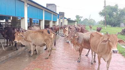 গো-খামারিদের পথ দেখাচ্ছে রাজাবাড়ীহাট খামার