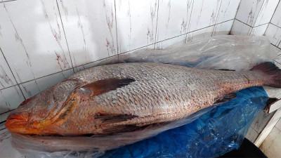 খুলনার বাজারে ২৩ কেজির ভোল মাছ, দাম ৮ লাখ