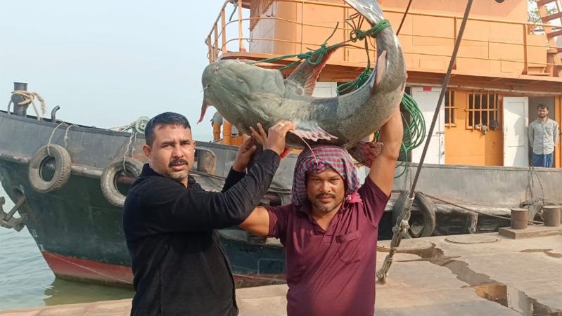পদ্মায় ধরা পড়ল ২৭ কেজি বাঘাইড় মাছ