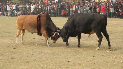 নড়াইলে সুলতান মেলায় ষাঁড়ের লড়াই