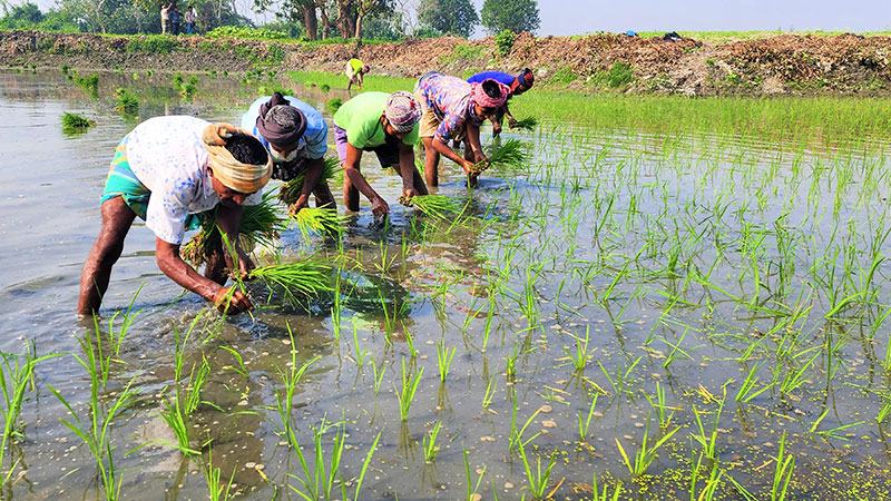 কনকনে শীতেও আড়িয়াল বিলে বোরো আবাদে ব্যস্ত কৃষক