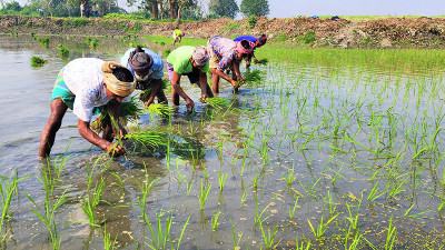কনকনে শীতেও আড়িয়াল বিলে বোরো আবাদে ব্যস্ত কৃষক