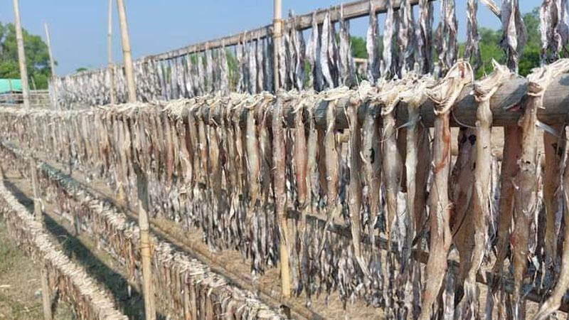 সাতক্ষীরায় শুঁটকি পল্লী গড়ে না ওঠায় ক্ষতিগ্রস্ত জেলে