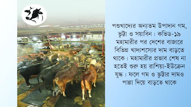 পশুখাদ্যের উচ্চমূল্যে খামার ছোট করছেন প্রান্তিক খামারিরা