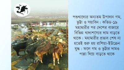 পশুখাদ্যের উচ্চমূল্যে খামার ছোট করছেন প্রান্তিক খামারিরা