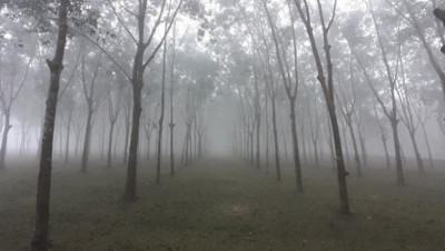 শীতে কাঁপছে শ্রীমঙ্গল, সর্বনিম্ন তাপমাত্রা রেকর্ড