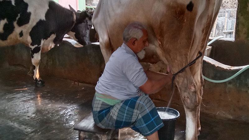 সাতক্ষীরায় দুধের ন্যায্যমূল্য না পেয়ে লোকসানে খামারি