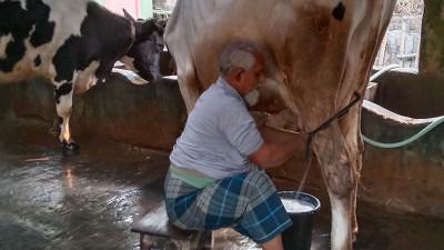 সাতক্ষীরায় দুধের ন্যায্যমূল্য না পেয়ে লোকসানে খামারি