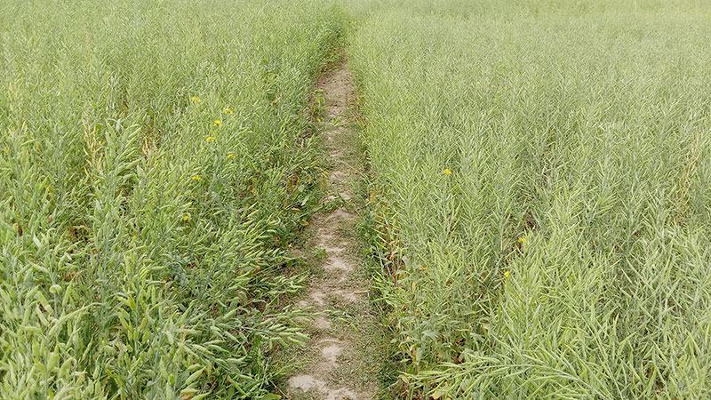 লক্ষ্যমাত্রার ১ হাজার হেক্টর বেশি জমিতে বারি-১৪ সরিষা আবাদ